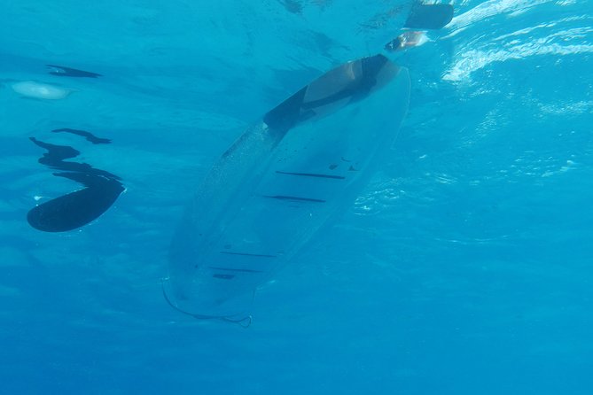 Moorea Lagoon Tour by Transparent Kayak - What happens at Lagoon Explorer