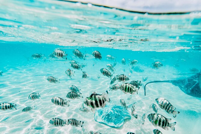 Moorea: Private 4-Hour High-End Boat Excursion - A snack break at Motu Tiahura