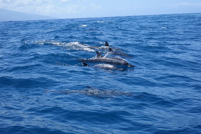 Moorea Private Boat Tour / Sea Scooter Snorkeling Tour - Boat time and reef snorkeling