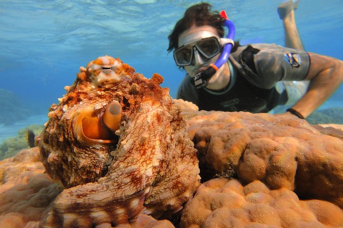 Moorea Private Boat Tour / Sea Scooter Snorkeling Tour - A private group changes the whole experience