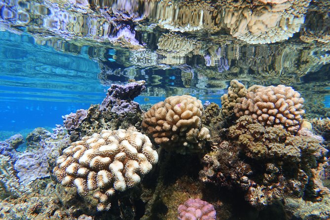 Moorea Private Boat Tour / Sea Scooter Snorkeling Tour - How long the experience takes