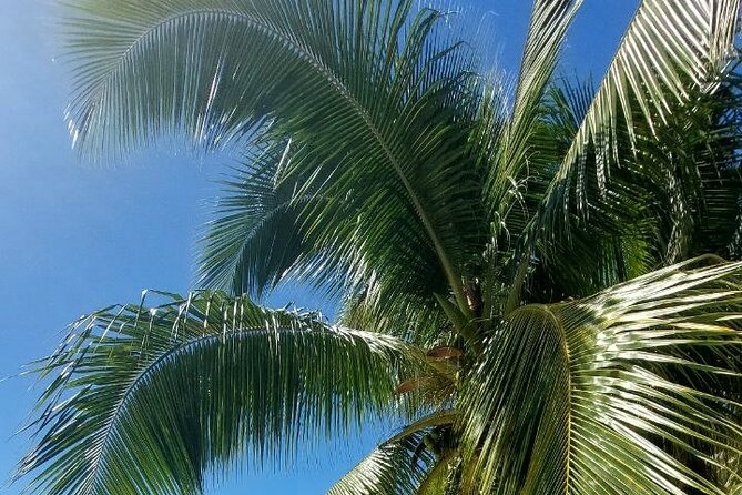 Moorea Private Full Day Tour - Why a private circle of Moorea works well