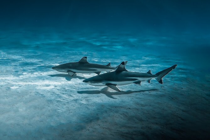 Moorea: Private Snorkeling Tour with Certify Guide - Small details that improve the day