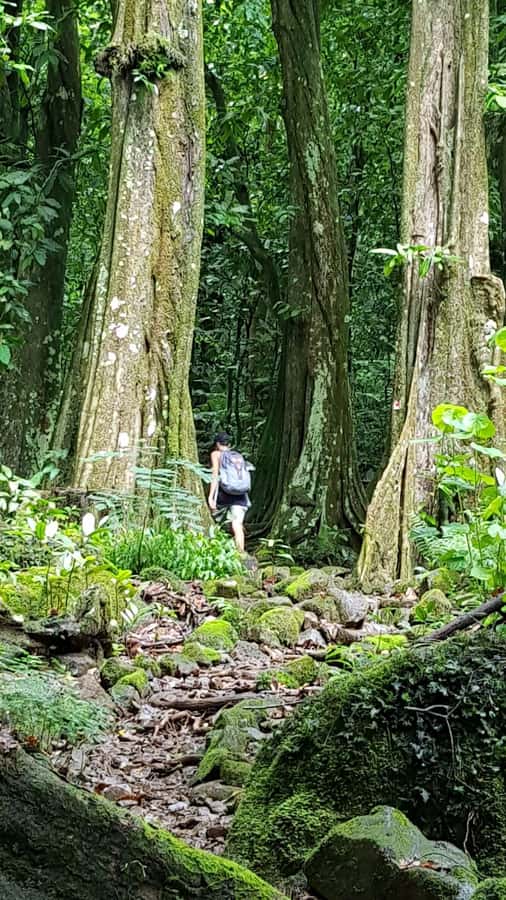 Moorea : Safari Nature and Culture Tour with local guide - Why the virtual reality stop matters