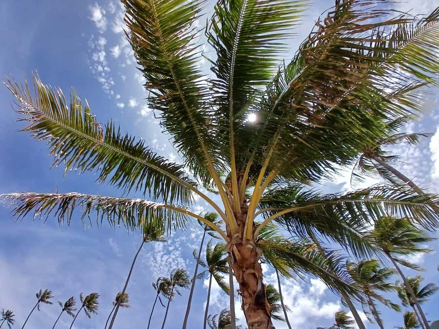 Moorea : Safari Nature and Culture Tour with local guide - The distillery ends the tour on an easy note