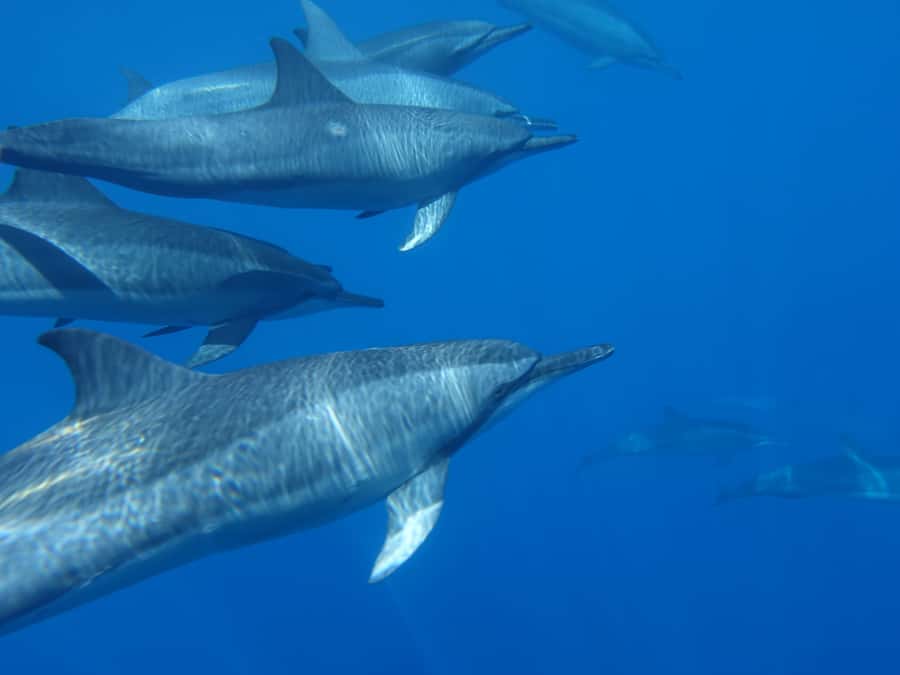 Moorea: Sea Scooter Snorkeling Tour - Coral gardens and the freedom to cover more water