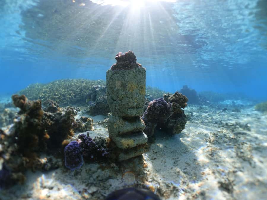 Moorea: Sea Scooter Snorkeling Tour - Rays, turtles, sharks, and possible dolphins