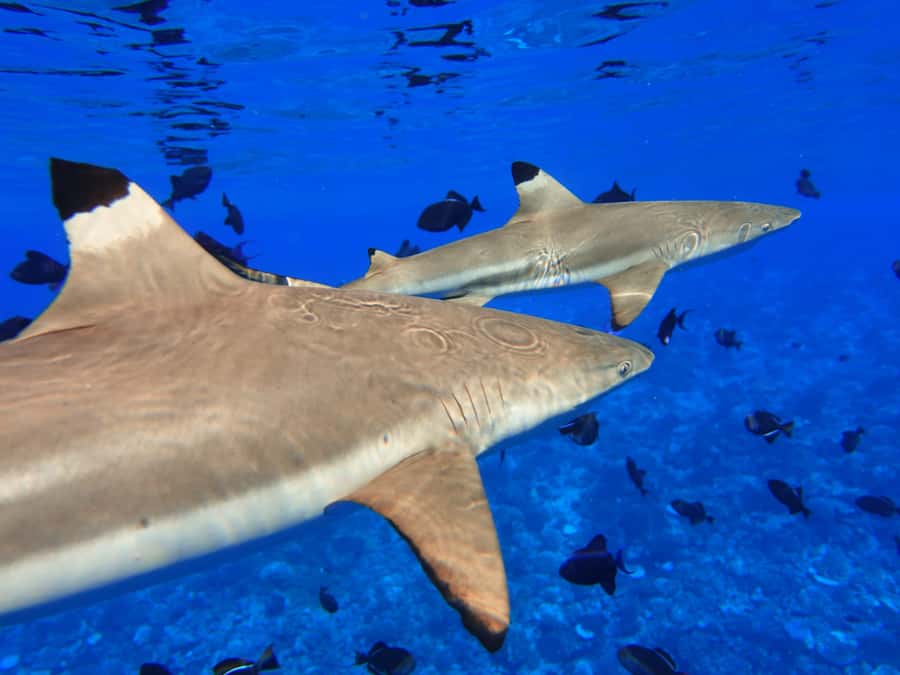 Moorea: Sea Scooter Snorkeling Tour - Guides who add real value