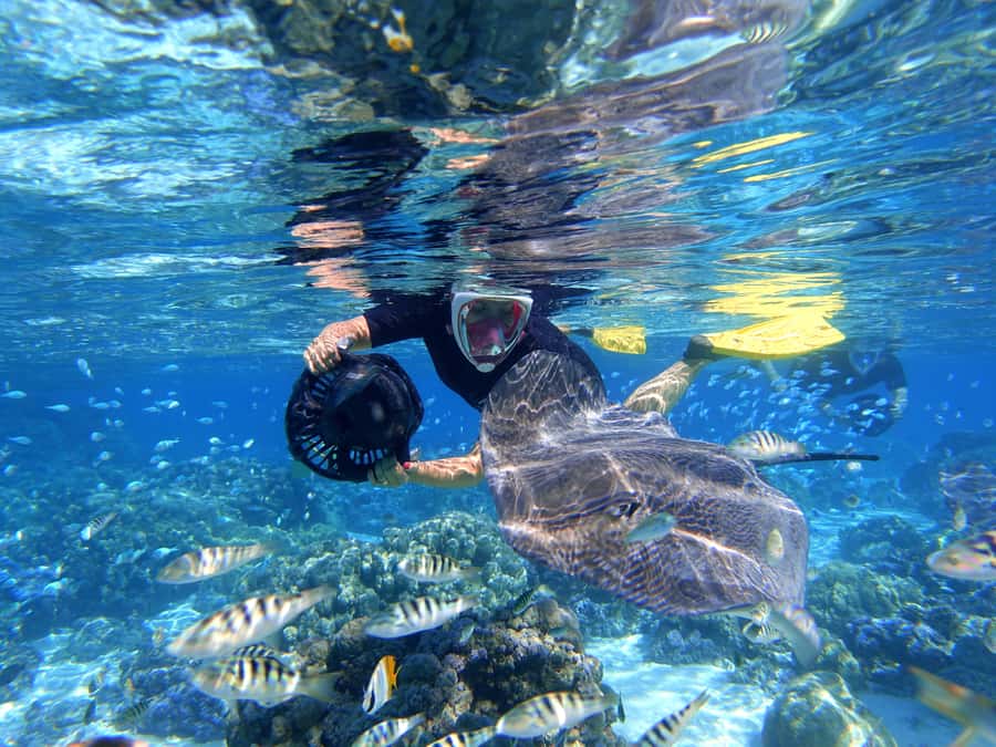 Moorea: Sea Scooter Snorkeling Tour - Who should choose this tour