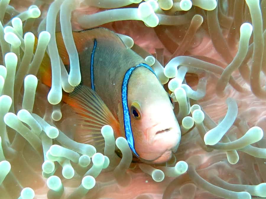 Moorea: Sea Scooter Snorkeling Tour - What to bring and how to prepare