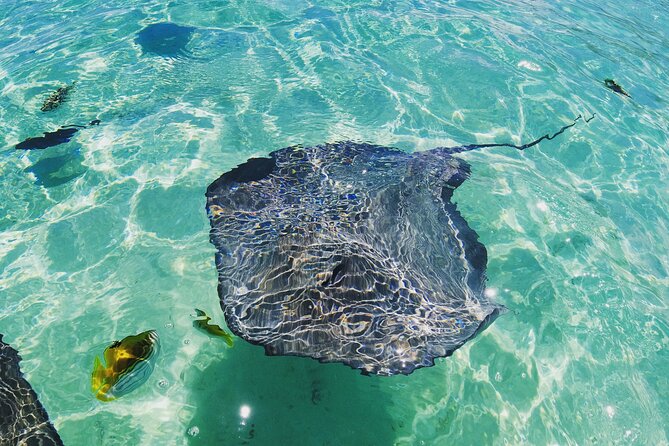Moorea Solo or Twin 2 hours Jet Ski Tour - What the ride feels like on open water