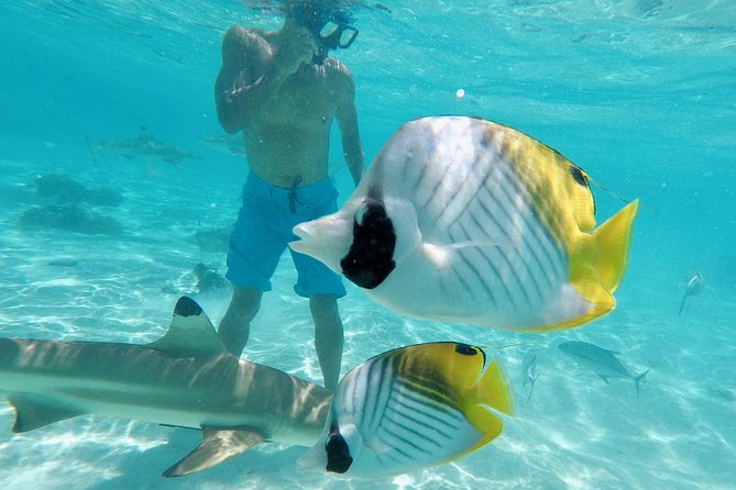 Moorea Solo or Twin 3 hours Jet Ski Tour - Motu Tiahura and the outer lagoon