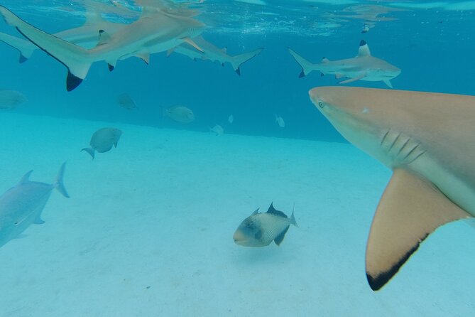 Moorea Solo or Twin Island Tour Jet Ski 4 hours - Opunohu Bay adds stories and quiet water time