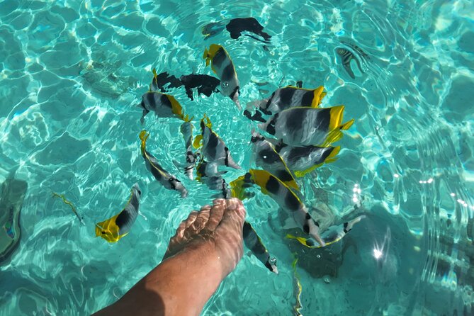 Moorea Solo or Twin Island Tour Jet Ski 4 hours - Dolphins and whales depend on timing