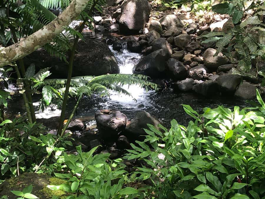 Must-Do : Nature, Culture & Moments Uniques – MirimirI Tours - The farm, garden, and Faaroa River option