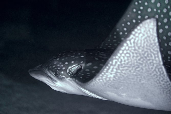 Night Snorkeling - Key points to know before you book