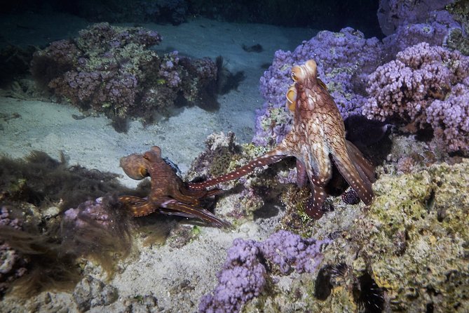 Night Snorkeling - What you may see beneath the torch beam