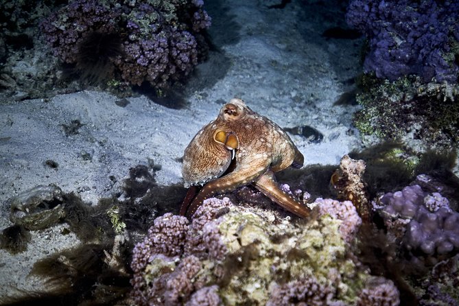 Night Snorkeling - Gear, wetsuits, and the small-group advantage