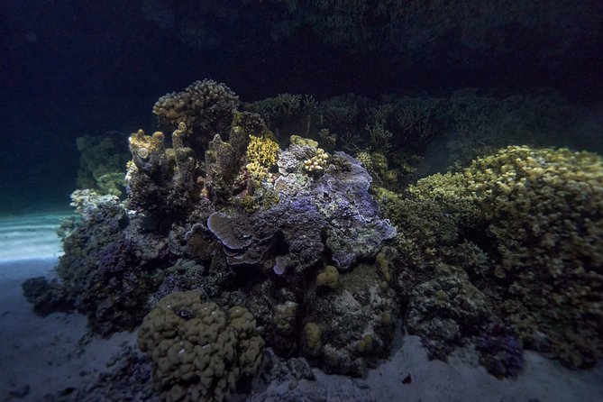Night Snorkeling - What the $120 price really covers