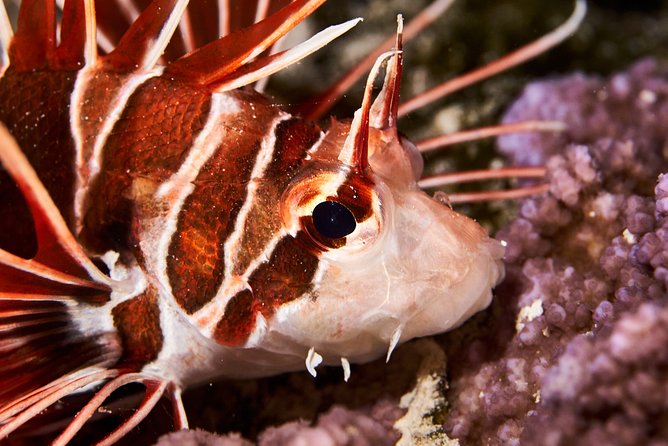 Night Snorkeling - Who should book this Moorea night snorkel
