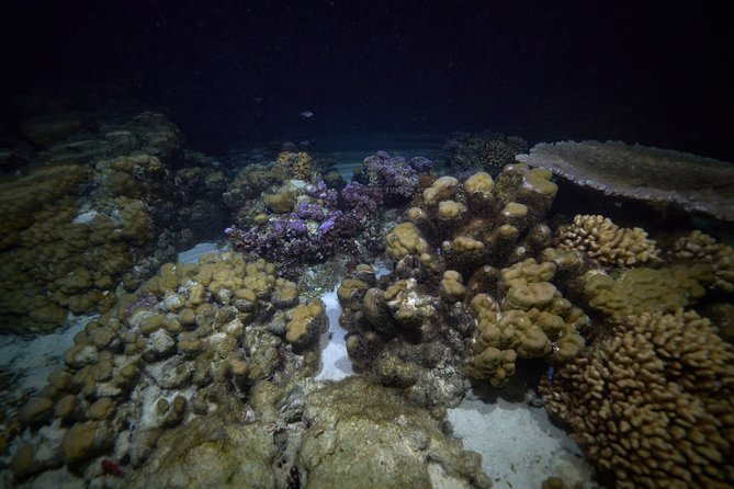 Night Snorkeling - The first minutes in the dark water