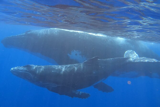 Observe and Swim with Whales in Tahiti - Key points to know before you book