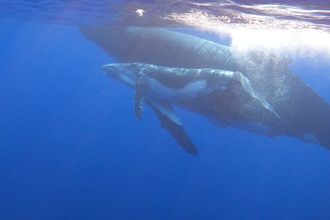 Observe and Swim with Whales in Tahiti - Starting from Te Moana Tahiti Resort in Punaauia