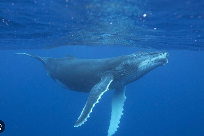 Observe and Swim with Whales in Tahiti - When a whale swim is possible