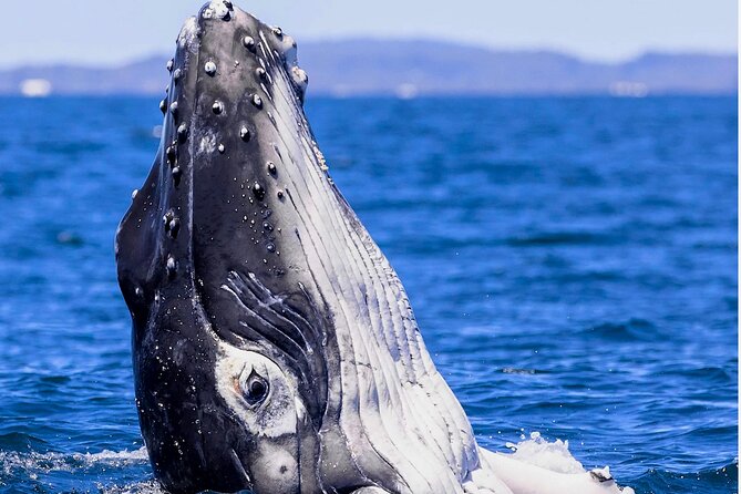 Observe and Swim with Whales in Tahiti - Breaching whales, calves, and underwater song