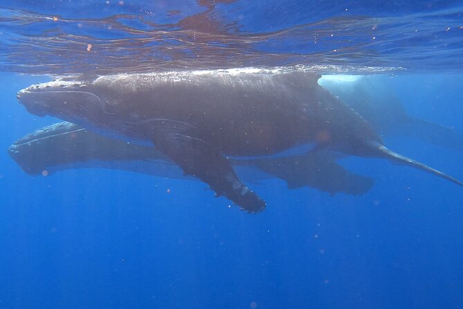 Observe and Swim with Whales in Tahiti - The final swim with turtles and other marine life