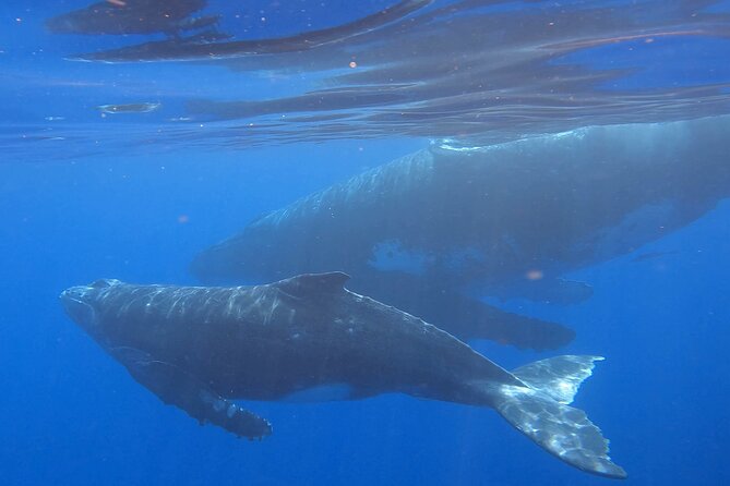 Observe and Swim with Whales in Tahiti - Meeting humpback whales in Polynesian waters
