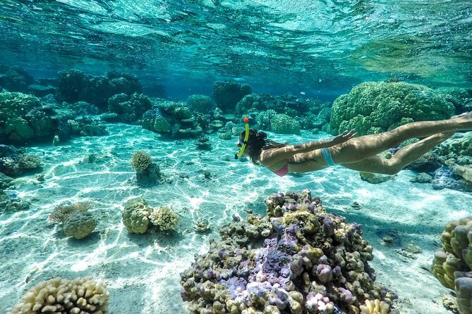 Private 4 Hours Reef Discovery Luxury Private Treasure Hunt in Bora Bora - Eagle rays and the drama of a moving group