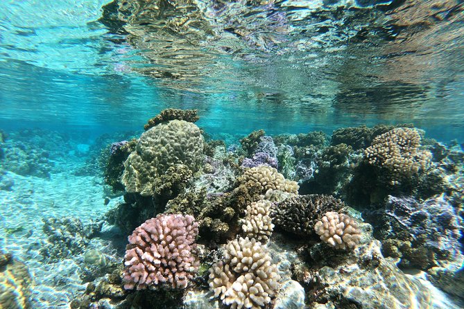 Private Boat Tour of Moorea Lagoon - A private schedule that adapts to your group