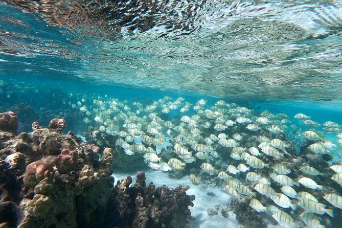 Private Boat Tour of Moorea Lagoon - What the $293.94 price gets you
