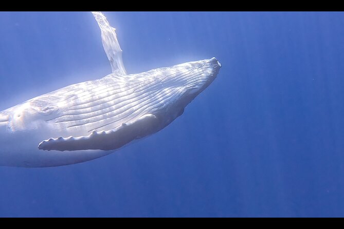 Private boat tour to swim with whales and sharks - What this Moorea whale trip is really offering