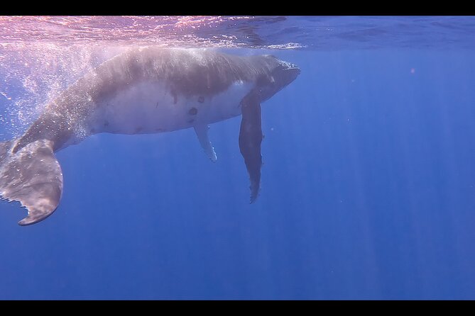 Private boat tour to swim with whales and sharks - How the four-hour outing unfolds