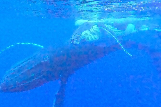Private boat tour to swim with whales and sharks - Weather, timing, and the need for flexibility