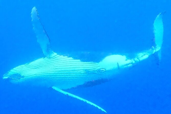 Private boat tour to swim with whales and sharks - Who will get the most from this experience