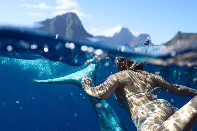 Private boat tour to swim with whales and sharks - Why swimming near humpbacks is different from watching them