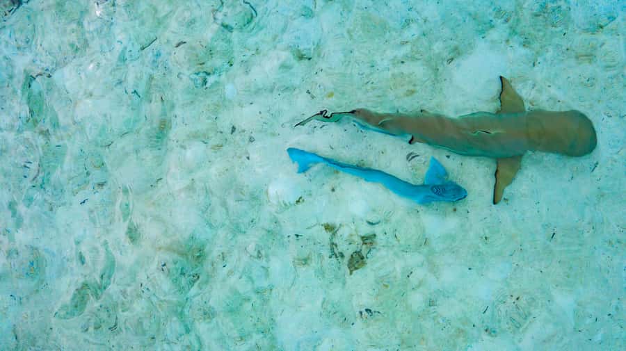 Private Bora Bora Lagoon Snorkel Cruise with BBQ Picnic - Three hours among rays, sharks and coral gardens