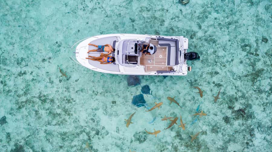 Private Bora Bora Lagoon Snorkel Cruise with BBQ Picnic - What past guide service suggests