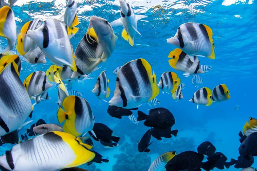 Private Bora Bora Lagoon Snorkel Cruise with BBQ Picnic - Is $1,605 per person a fair price?