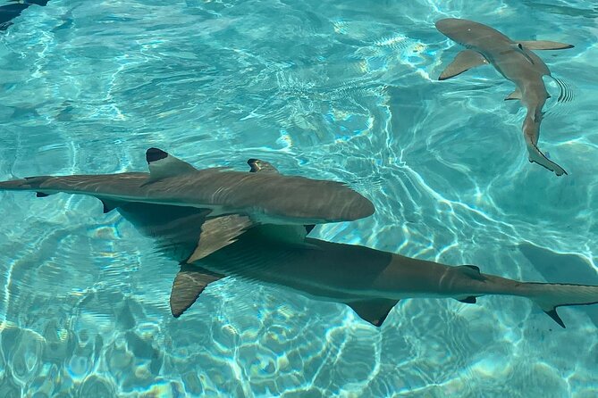 Private Day Trip Hike and Boat in Moorea - The guides are a major part of the experience