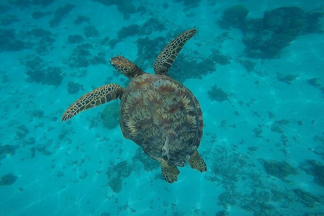 Private Discovery of the Marine Fauna of Moorea - Blacktip sharks at the outer reef