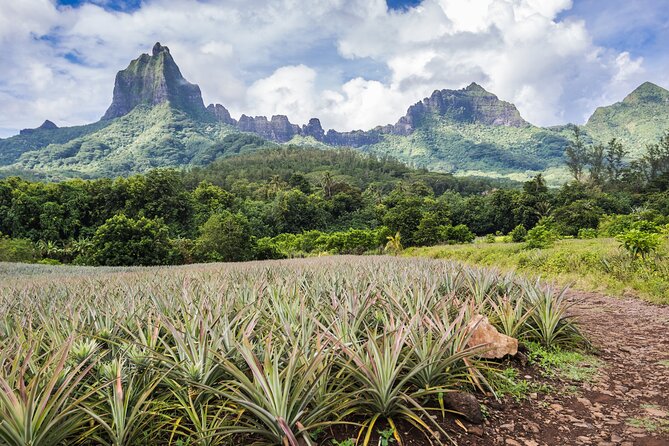 Private excursion to Moorea, photo tour & immersive discovery - Belvedere Lookout and Mount Rotui