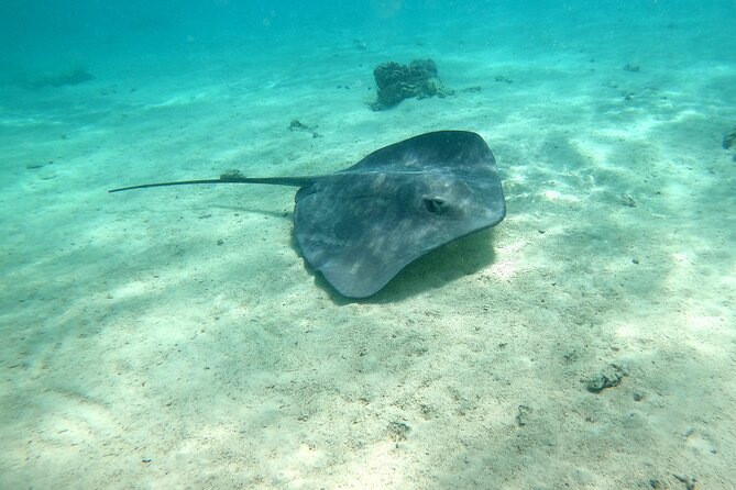 Private Excursion with E-Board in Moorea with snorkeling - Starting at Manava Beach Resort in Maharepa