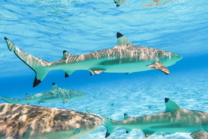 Private Full-Day Lagoon Adventure in Bora Bora with BBQ Lunch - Third stop: black-tip reef sharks