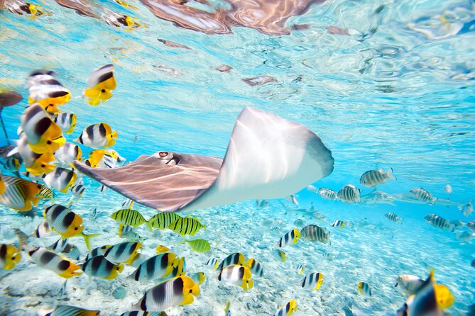 Private Full-Day Lagoon Adventure in Bora Bora with BBQ Lunch - The real value of a $1,068.76 private tour