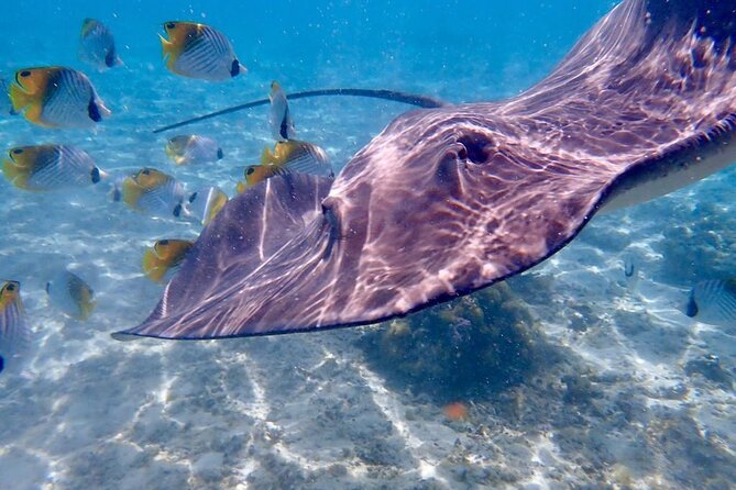 Private Full Day Lagoon Safari and Lunch on a Motu in Bora Bora - Who will enjoy this outing most