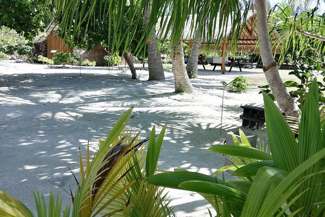 PRIVATE FULL DAY LAGOON TOUR - Bora Bora Cultural Lagoon Tour - Black tip sharks in the Bora Bora lagoon